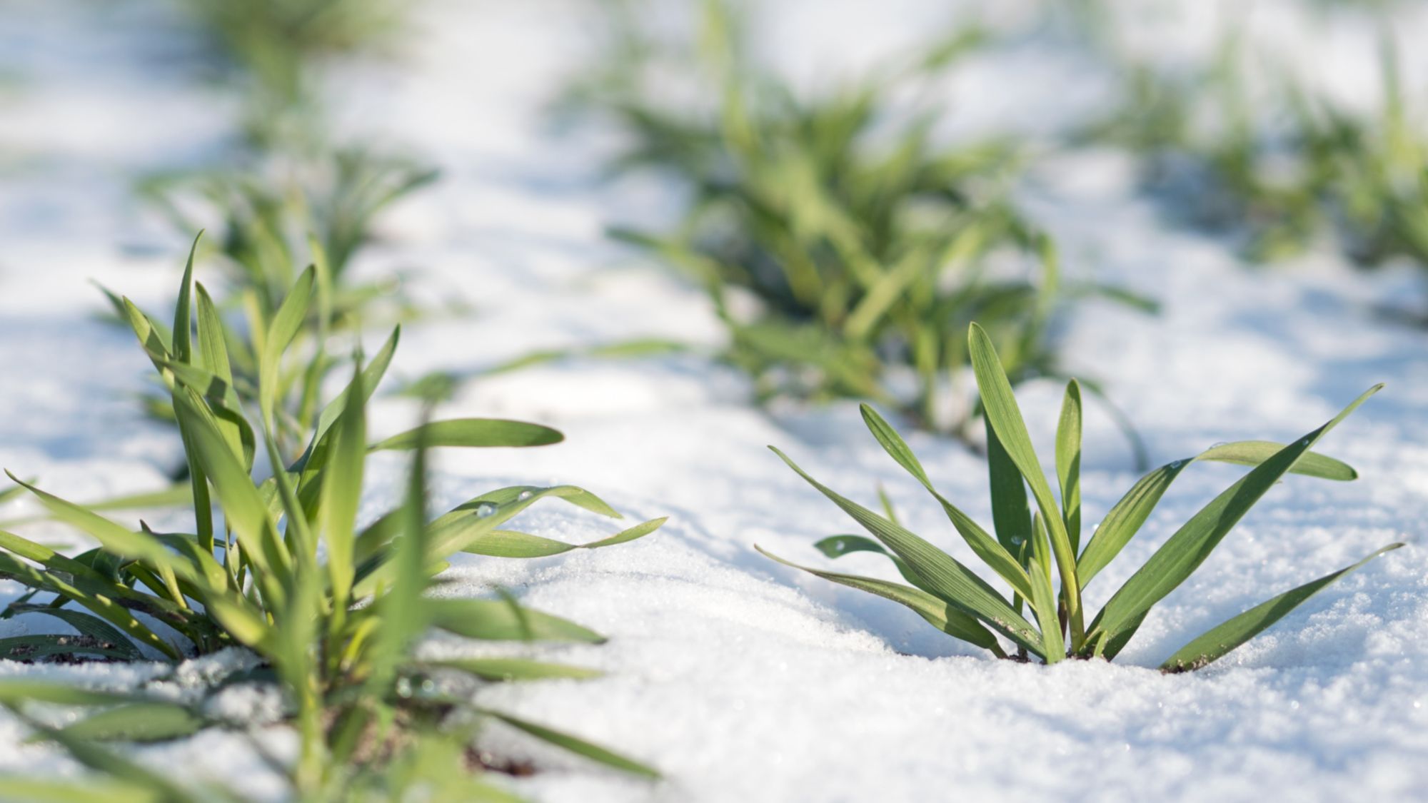 Das Bild zeigt grüne Pflanzen, die in Reihen auf einem Feld wachsen, das mit Schnee bedeckt ist. Der Schnee umgibt die Pflanzen und bildet einen deutlichen Kontrast zu den grünen Blättern.
