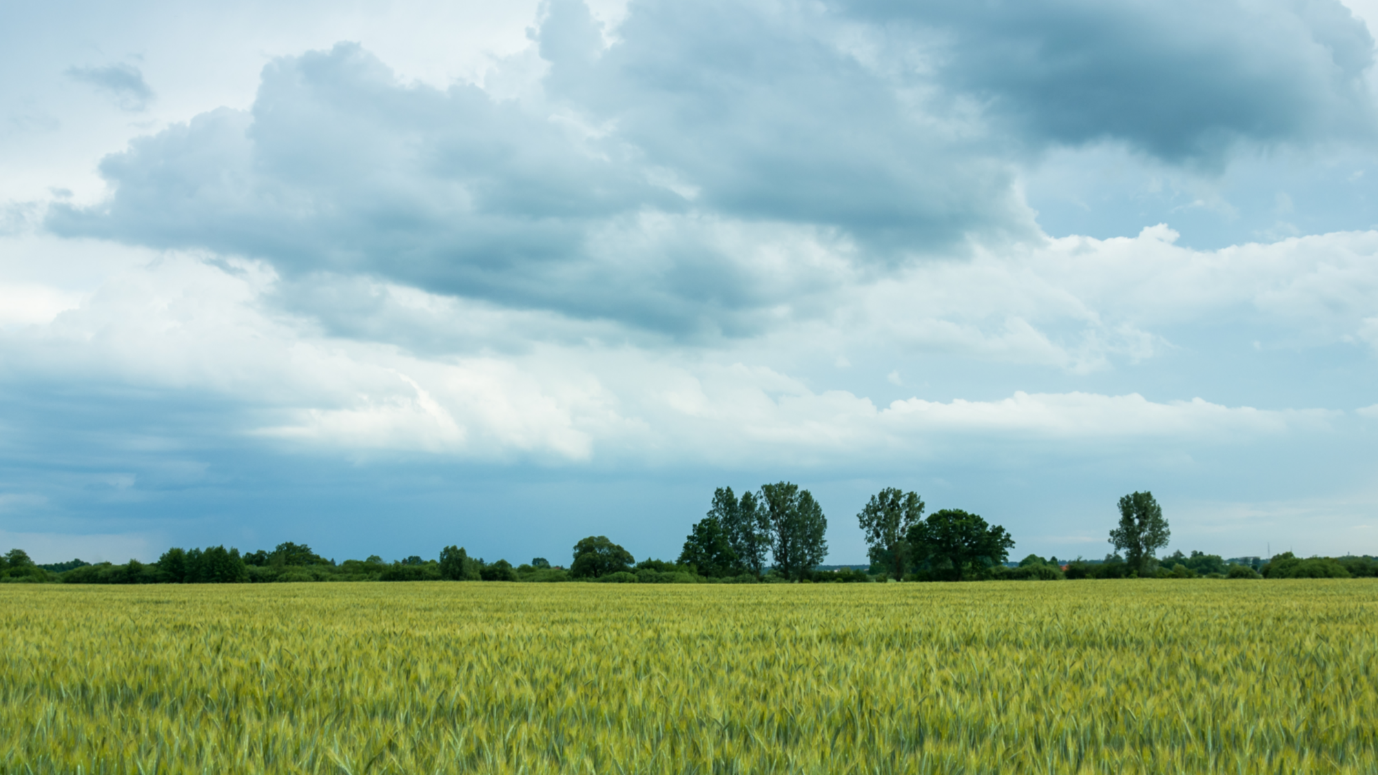 Das Bild zeigt ein weites, grünes Feld unter einem bedeckten Himmel mit dunklen Wolken. Im Hintergrund sind vereinzelt Bäume zu sehen.
